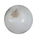 Whole Foods Organic White Onion